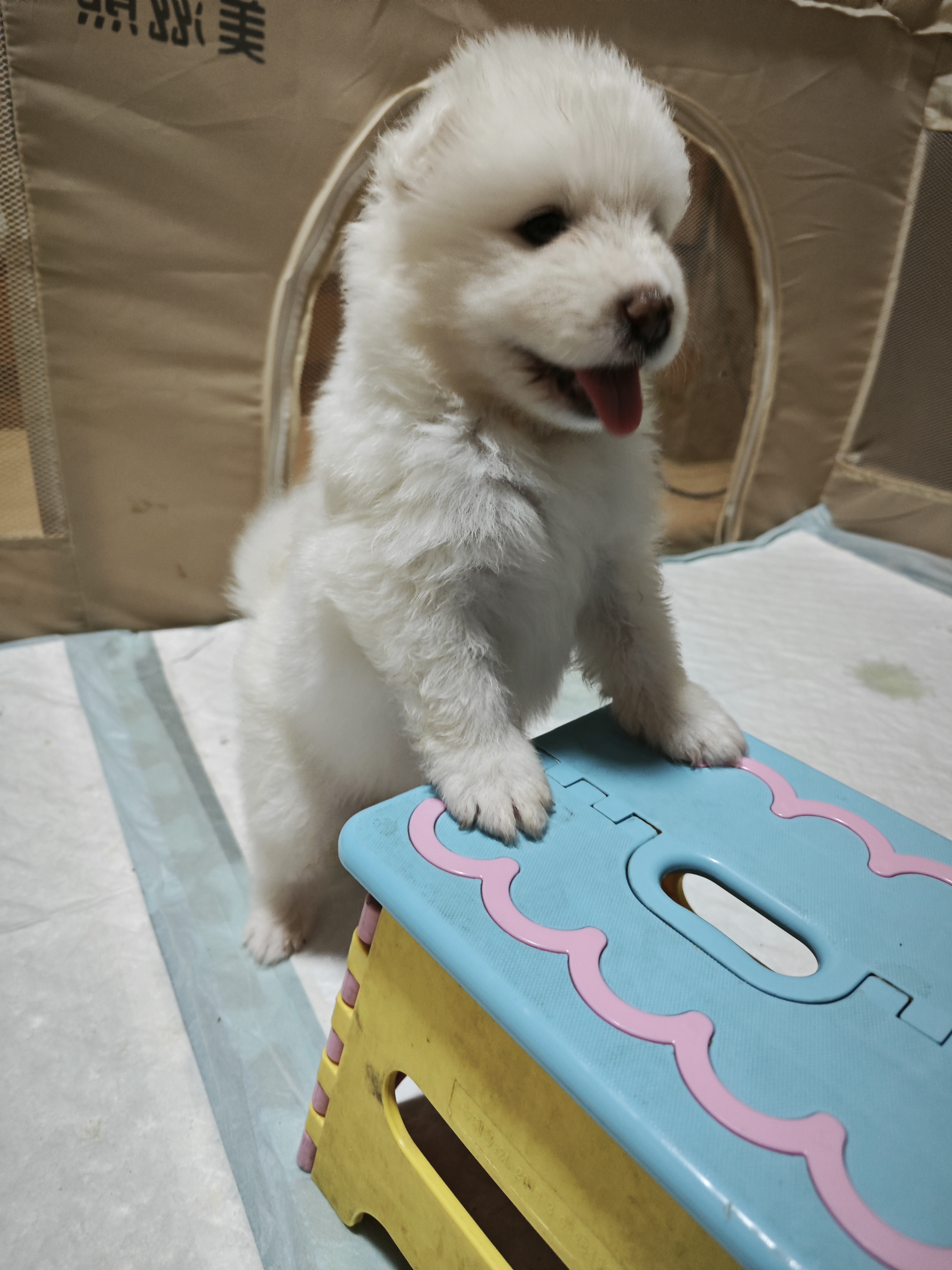 微笑天使萨摩耶